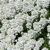 Arborix 6 x Iberis Sempervirens 'Schneeflocke' - Perenni Vaso 9cm x 9cm