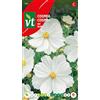 Arborix Cosmos White Seeds - Bellissimi grandi fiori bianchi da taglio
