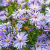 Arborix 12 unità Aster Cordifolius 'Little Carlow' - Aster a Foglia di Cuore Vaso 9x9cm ±1 m² - Fiori Azzurri, Ideale per Giardini e Aiuole Fiorite