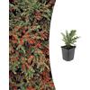 Plantenboetiek.nl Cotoneaster horizontalis | 6 pezzi - 10-25cm - Ø9cm - Pianta da giardino