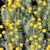 Generic 6x Santolina chamaecyparissus 'Lambrook Silver' - Santolina chamaecyparissus 'Lambrook Silver' - Vaso 9x9 cm - pianta mediterranea giardino