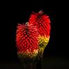 Arborix 12 unità Kniphofia 'Royal Standard' - Tritoma 'Royal Standard' Vaso 9x9cm ±1 m² - Pianta con Fiori Gialli e Arancioni