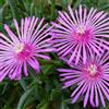 Arborix Delosperma Cooperi - 6 x Pianta del Ghiaccio Perenne - Piante Perenni Tappezzanti - Fiori Rosa - Vaso 9cm x 9cm