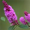 Generico BUDDLEJA DAVIDII BUZZ VELVET Rosa magenta Intense in vaso 18 cm AMDGarden