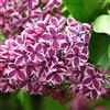 Generic Lillà 'Sensation' 40-60 cm Vaso - Syringa vulgaris 'Sensation' - Fioritura viola con bordo bianco