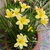 Generic zephyranthes - balcone di giardino 10bulbi