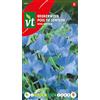 Arborix Sweet pea Royal navy blue Seeds - Rampicante a fiore molto gradevolmente profumato