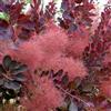 Generic Cotino 'Royal Purple' 40-60 cm Vaso - Cotinus coggygria 'Royal Purple' - Foglia porpora ornamentale