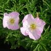 Generic 6x Enotera - Oenothera speciosa 'Siskiyou' - Vaso 9x9 cm - pianta perenne fioritura rosa coprisuolo giardino