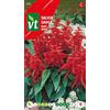 Arborix Semi di Salvia Rossa - Pianta Resistente - Colore del Fiore Rosso - Contenuto 0,5 g