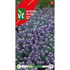 Arborix Semi di Alyssum Blu - Pianta Affusolata per Bordure - Colore Blu - Facile da Coltivare - 0,5 g