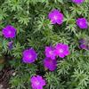 Arborix 6 x Geranium Sanguineum 'Max Frei' - Perenni Vaso 9cm x 9cm