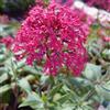 Arborix 6 x Centranthus Ruber 'Coccineus' - Perenni Vaso 9cm x 9cm