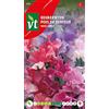 Arborix Sweet Pea Pastel Sunset Seeds - Rampicante a fiore molto gradevolmente profumato