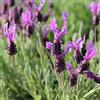 Generic 6x Lavanda farfalla 'Papillon' - Lavandula stoechas 'Papillon' - Vaso 9x9 cm - lavanda ornamentale fiori viola giardino