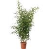 KENTIS - Bambusa Spectabilis - Bamboo Pianta Vera da Esterno - Piante per Giardino Balcone Terrazzo - H 170-200 cm Vaso Ø 24 cm