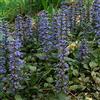 Arborix 6 x Ajuga Reptans - Perenni Vaso 9cm x 9cm