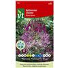 Arborix Cléome Mauve Queen - Semi di Fiori Notevoli - Colore Viola
