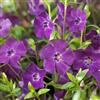 Arborix 6 x Vinca Minor 'Atropurpurea' - Perenni Vaso 9cm x 9cm