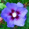 Generic Ibisco 'Oiseau Bleu' 40-60 cm Vaso - Hibiscus syriacus 'Oiseau Bleu' - Fioritura blu estiva