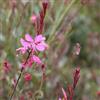 Arborix 12 unità Gaura Lindheimeri 'Siskiyou Pink' - Gaura Lindheimeri Vaso 9x9cm ±1 m² - Gaura con Fiori Rosa Pallido per Giardini e Spazi Verdi