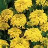 Arborix 6 x Rudbeckia Laciniata 'Goldquelle' - Perenni Vaso 9cm x 9cm
