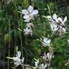Arborix 6 x Gaura Lindheimeri - Perenni Vaso 9cm x 9cm