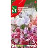 Arborix Sweet pea Streamer Seeds - Rampicante a fiore molto gradevolmente profumato
