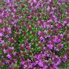 Arborix 12 unità Thymus Praecox 'Creeping Red' - Timo Precoce 'Creeping Red' Vaso 9x9cm ±1 m² - Thymus con Crescita Tappezzante e Fiori Rossi