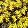 Arborix 6 x Sedum Acre - Perenni Vaso 9cm x 9cm