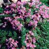 Generic 6x Timo strisciante 'Pseudolanuginosus' - Thymus praecox 'Pseudolanuginosus' - Vaso 9x9 cm - coprisuolo aromatico foglia grigia giardino