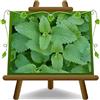 EURO PLANTS VIVAI Melissa Officinalis Citronella Pianta Aromatica | Foglioline al gradevole profumo di limone su Vaso da 14 cm