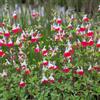 Arborix 6 x Salvia Microphylla 'Hot Lips' - Perenni Vaso 9cm x 9cm