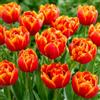 DUTCH BULBS EXCLUSIVE PLANTS FROM HOLLAN Bulbi Fiori Perenni da Esterno - 20 Bulbi Tulipani Double Red | Yellow Passion, Piante e Fiori Esclusivi dall'Olanda, per giardino, vasi e balcone (non semi, non artificiali)