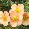 Generic Potentilla 'Daydawn' 25-30 cm Vaso - Potentilla fruticosa 'Daydawn' - Fioritura gialla abbondante