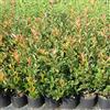 Azienda Agricola tempesti Stefania Photinia compacta carrè rouge, 8 piante alte 40/60 cm, vaso Ø15