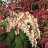 Arborix, grüner und billiger! Pieris Japonica 'Mountain Fire' - Andrometro giapponese Mountain Fire' 20-30 cm in contenitore