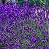 Arborix 6 x Lavandula Angustifolia 'Dwarf Blue' - Lavanda Dwarf Blue Vaso 9x9cm - Lavanda Compatta con Fiori Blu