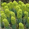 Arborix 6 x Euphorbia Lathyris - Pianta Perenne Anti-Talpe in Vaso 9x9 cm - Pianta perenne resistente, cresce ogni anno e richiede poca manutenzione.