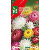 Arborix Immortals Tom Thumb Seeds - Fiori da essiccare