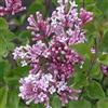 Generic Lillà nano 'Palibin' 40-60 cm Vaso - Syringa meyeri 'Palibin' - Fioritura profumata compatta