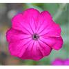 Arborix 6 x Lychnis Coronaria - Perenni Vaso 9cm x 9cm