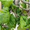 Generic Nocciolo contorto 40-60 cm Vaso - Corylus avellana 'Contorta' - Rami decorativi contorti