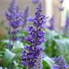 Arborix 6 x Salvia Nemorosa 'Blaukönigin' - Perenni Vaso 9cm x 9cm