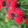 Arborix 6 x Monarda 'Gardenview Scarlet' - Perenni Vaso 9cm x 9cm