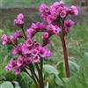 Arborix 6 x Bergenia Cordifolia - Perenni Vaso 9cm x 9cm