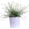 eGarden.store - Pianta vera di Erigeron Karvinskianus diverse grandezze - Fioritura primaverile/estiva facile da coltivare all'esterno perfetta per bordure (Vaso 17 cm)