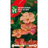Arborix Semi di Night Beauty Marbles - Bellissimi fiori variegati