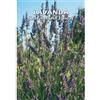 Italsementi LAVANDA (Lavandula spica) (SEMI)