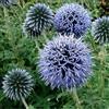 Arborix 6 x Echinops Ritro 'Veitch's Blue' - Perenni Vaso 9cm x 9cm
